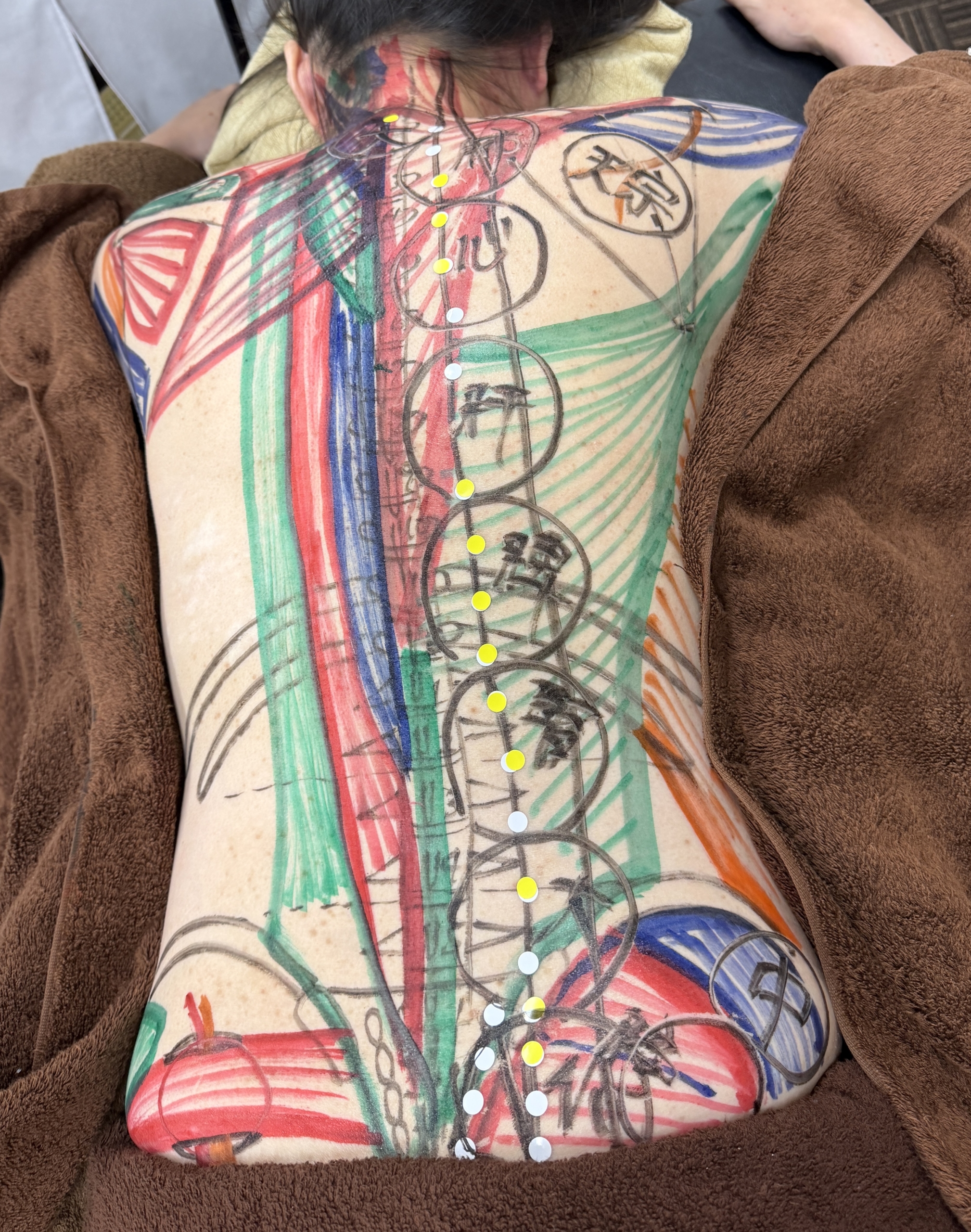 Anatomy study with muscles mapped on the back