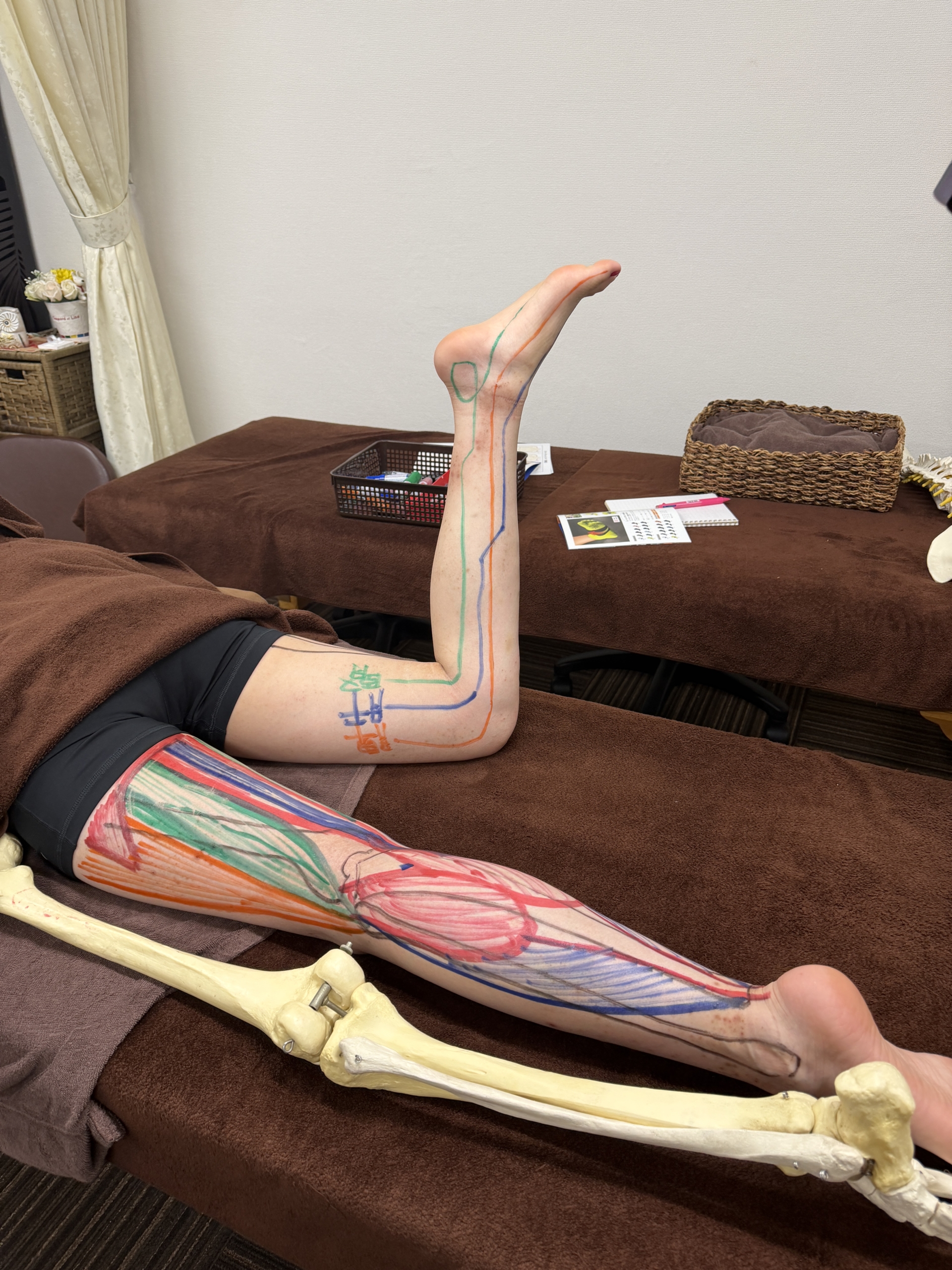 Anatomy study of the leg